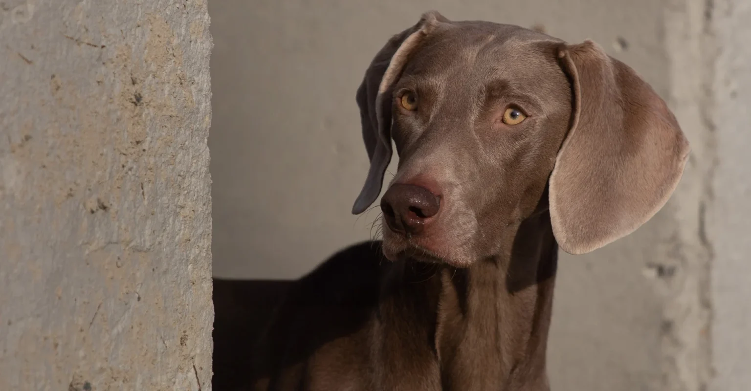Der Mensch als sicherer Bindungspartner.